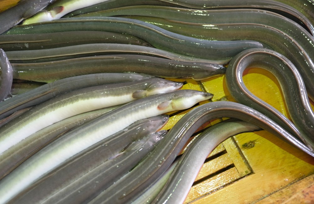 三河一色産の旨いうなぎが食べたい！養鰻100年三河淡水グループうなぎツアー《うな重、うな茶漬けお土産付き》