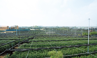 稲荷山茶園公園