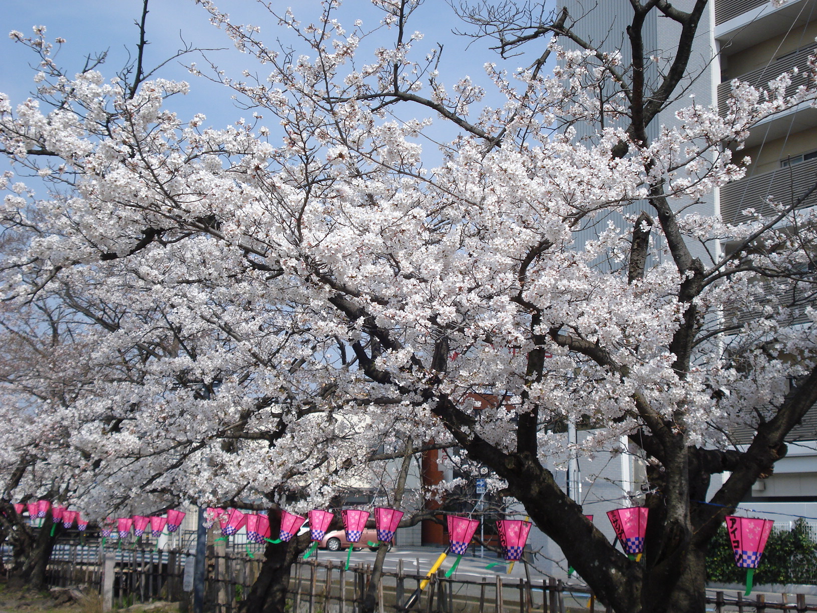 【H30.3.27】西尾市の桜開花状況 西尾観光