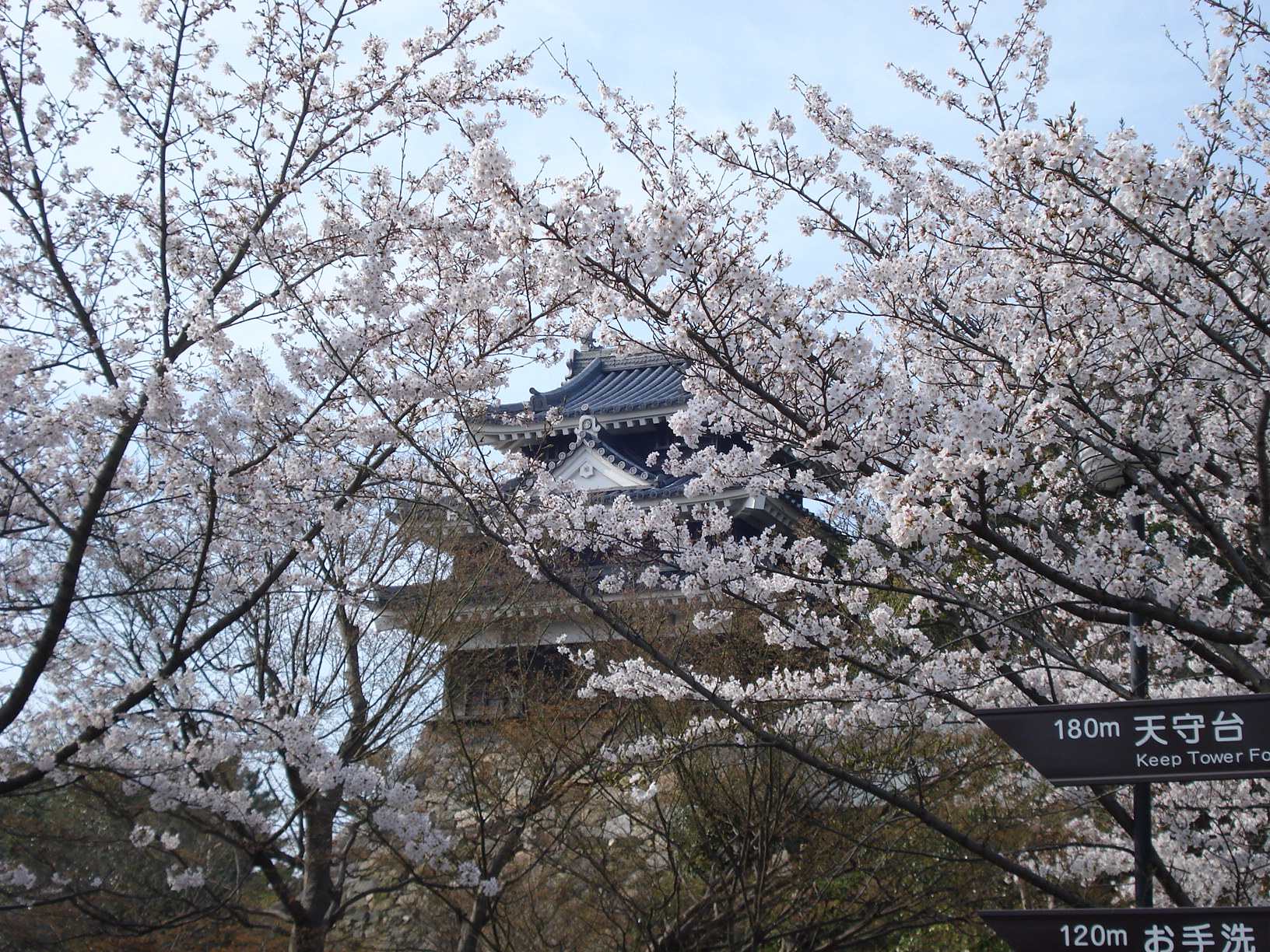 【H30.3.27】西尾市の桜開花状況 西尾観光