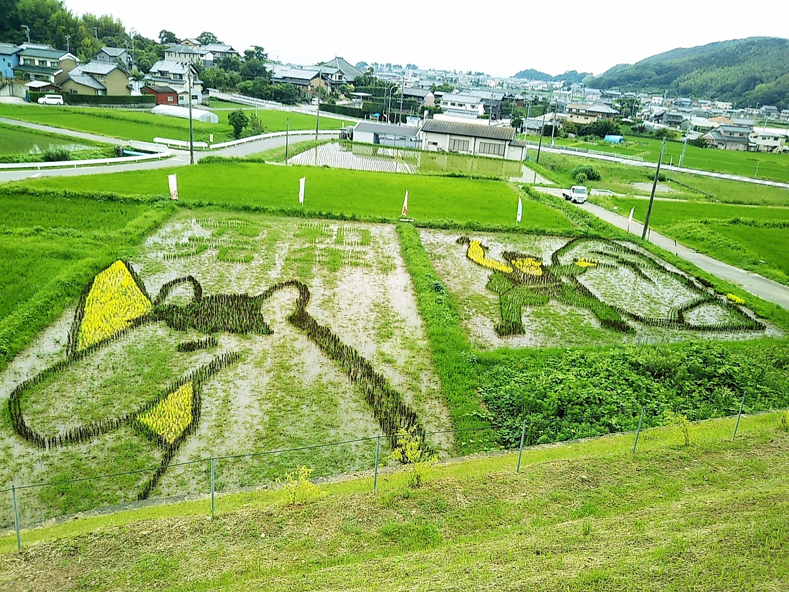 19年田んぼアートの状況について 西尾観光
