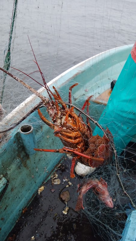 Spiny lobster in the gillnet 