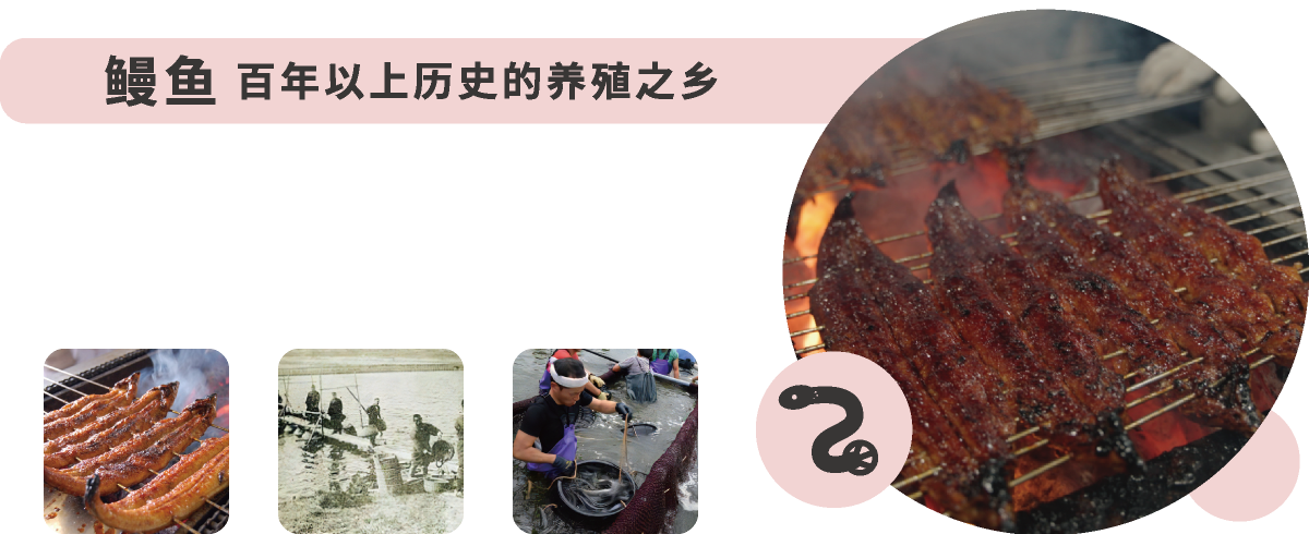 鳗鱼