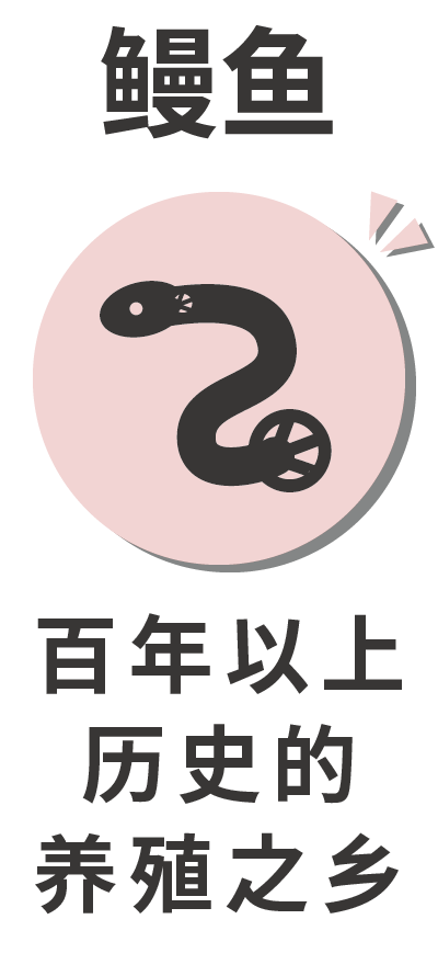 鳗鱼