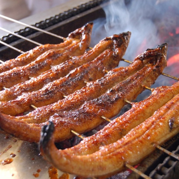 鰻魚