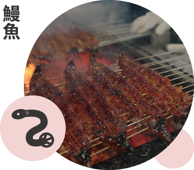鰻魚
