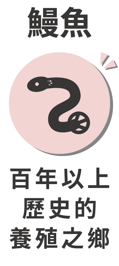 鰻魚