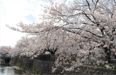 西尾六万石桜まつり