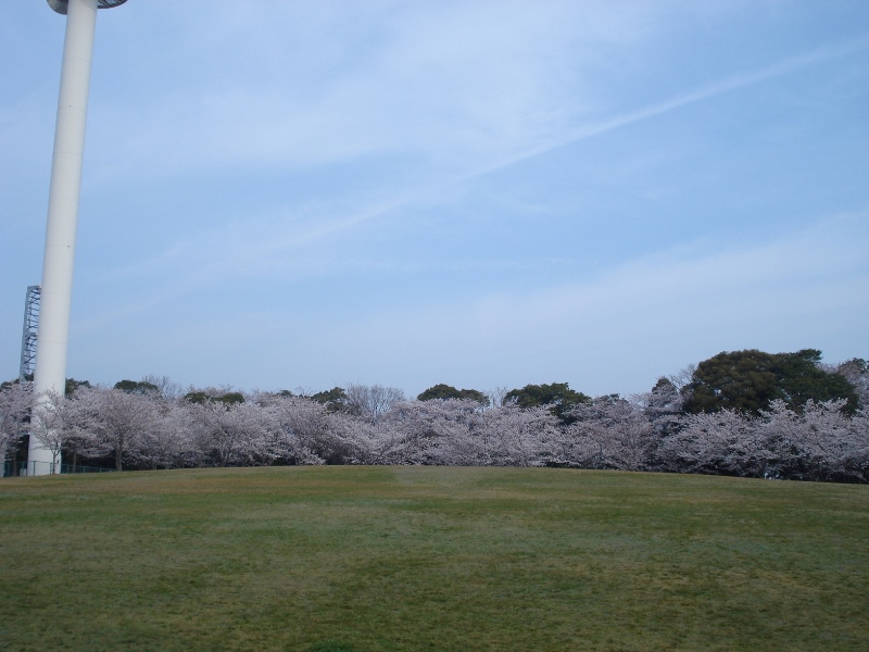 西尾六万石桜まつり