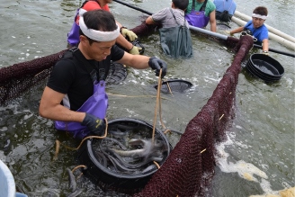 一色產鰻魚