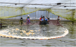 Isshiki produces about 20% of all the eel in Japan