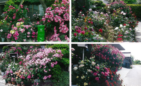 バラ愛好家による街角花壇