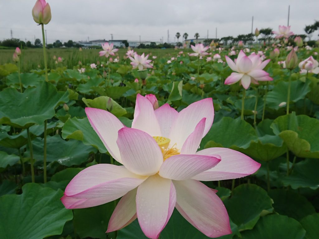 菱池町「景観作物田」はす(2021年7月8日) 西尾観光