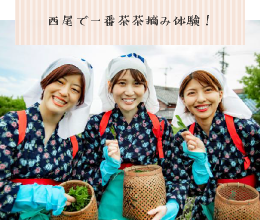  一番茶茶摘み体験