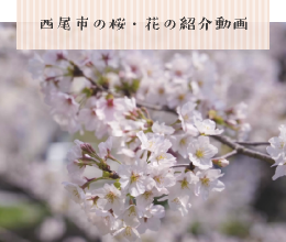 西尾市の桜・花の紹介動画