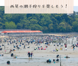 西尾の潮干狩り